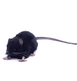 Hansa knuffels Black Rat Soft Toy Hansa 12 Cm* Nocturnal Animals To Cuddle