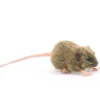 Hansa knuffels Brown Rat Soft Toy Hansa 12 Cm* Nocturnal Animals To Cuddle