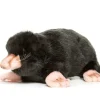 Hansa knuffels Hansa Cuddly Toy Mole 23 × 14 × 8 Cm* Woodland Soft Toys
